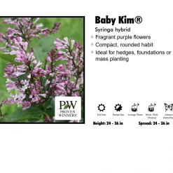 Pandy's Garden Center Lilac - Baby Kim