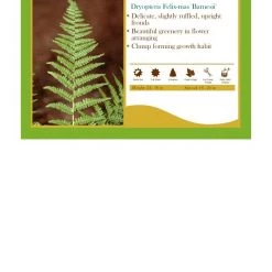 Pandy's Garden Center Dryopteris Filix Male Barnesii Fern’ Male Barnes