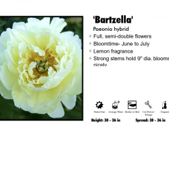 Klyn Nurseries Peony - Bartzella