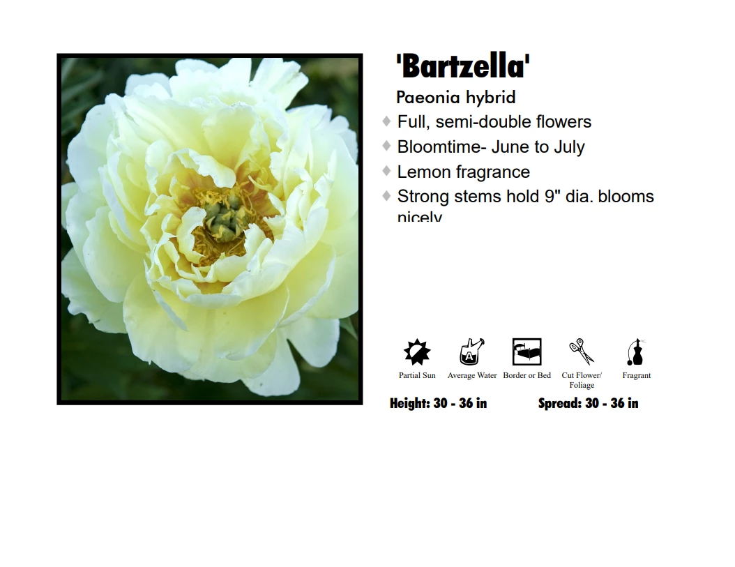 Klyn Nurseries Peony - Bartzella 3 Klyn Nurseries Peony - Bartzella