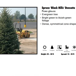 Pandy's Garden Center Spruce - Black Hills Nursery