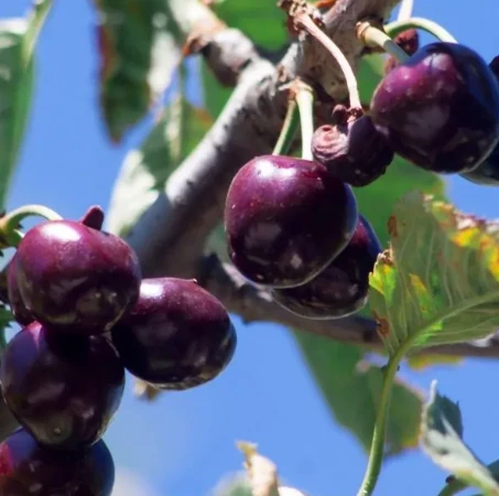 Prides Corner Cherry - Black York 3 Prides Corner Cherry - Black York