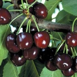 Pandy's Garden Center Cherry - Black Tartarian