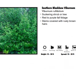 Pandy's Garden Center Viburnum - Blackhaw Nursery