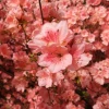 Johnson Farms Nursery Azalea - Blaauw's Pink