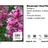 Pandy's Garden Center Nursery Lilac Bloomerang 'Dwarf Pink'