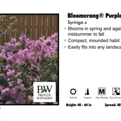 Willoway Lilac - Bloomerang Purple Nursery