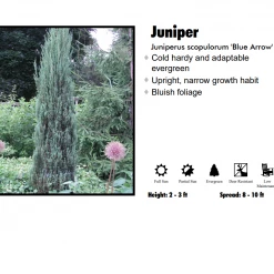 Pandy's Garden Center Nursery Juniper - Blue Arrow