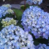 Monrovia Hydrangea - Blue Enchantress Nursery