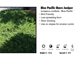 Pandy's Garden Center Juniper - Blue Pacific Shore Nursery