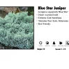 Pandy's Garden Center Juniper - Blue Star Nursery