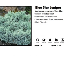 Pandy's Garden Center Juniper - Blue Star Nursery