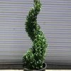 Pandy's Garden Center Nursery Boxwood Green Mountain Spiral 4/5'