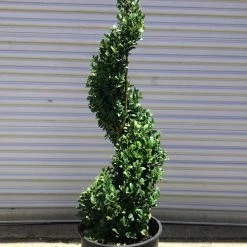 Pandy's Garden Center Nursery Boxwood Green Mountain Spiral 4/5'