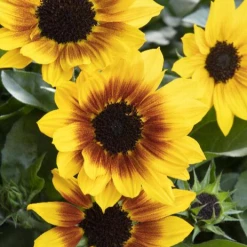 Monrovia Helianthus X Annuus - Brown Eyed Girl