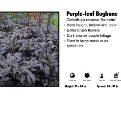 SUNBEAM GARDENS Cimicifuga Perennials