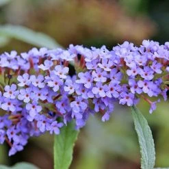 Pandy's Garden Center Butterfly Bush - Buzz Sky Blue