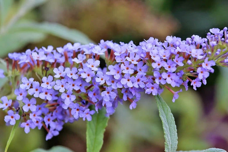Pandy's Garden Center Butterfly Bush - Buzz Sky Blue 3 Pandy's Garden Center Butterfly Bush - Buzz Sky Blue