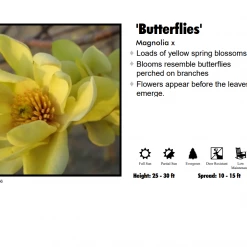 Pandy's Garden Center Nursery Magnolia - Butterfly Yellow