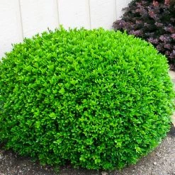 Pandy's Garden Center Boxwood - Winter Gem