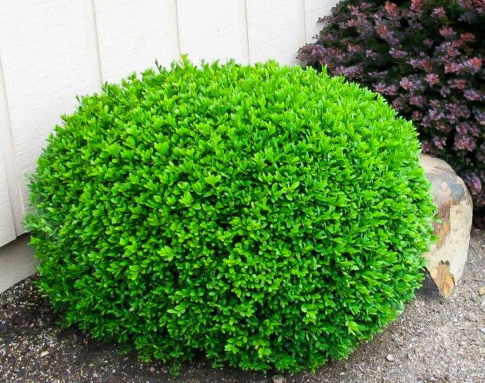 Pandy's Garden Center Boxwood - Winter Gem 3 Pandy's Garden Center Boxwood - Winter Gem