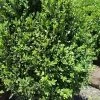 Pandy's Garden Center Boxwood - Green Mountain Columnar Nursery