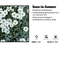 SUNBEAM GARDENS Cerastium Perennials