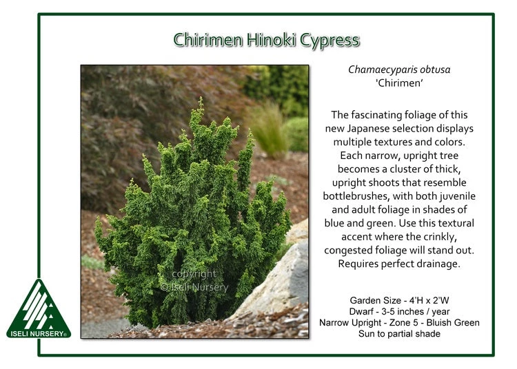 Iseli Nursery Hinoki Cypress - Chirimen 3 Iseli Nursery Hinoki Cypress - Chirimen