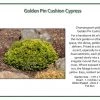 Iseli Golden Pin Cushion Cypress Nursery