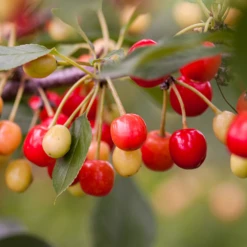 Prides Corner Cherry - Sweet Cherry Pie