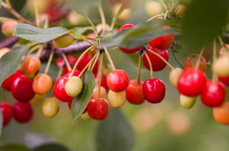 Prides Corner Cherry - Sweet Cherry Pie 3 Prides Corner Cherry - Sweet Cherry Pie