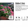 Prides Corner Hydrangea - Cityline Paris Nursery