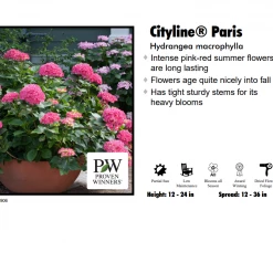 Prides Corner Hydrangea - Cityline Paris Nursery