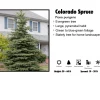 Pandy's Garden Center Nursery Spruce - Colorado Blue