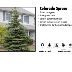 Pandy's Garden Center Nursery Spruce - Colorado Blue