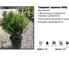 Johnson Farms Japanese Holly - Compacta