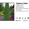 Pandy's Garden Center Nursery Juniper - Compressa "Pencil Point"