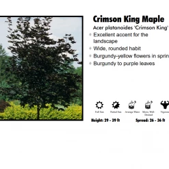 Pandy's Garden Center Maple - Crimson King Purple Leaf Nursery