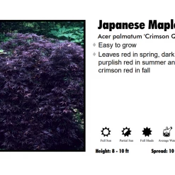 Pandy's Garden Center Nursery Japanese Maple - Weeping Crimson Queen