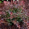 Pandy's Garden Center Barberry Crimson Cutie #2
