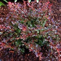 Pandy's Garden Center Barberry Crimson Cutie #2