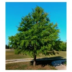 Pandy's Garden Center Cypress Bald