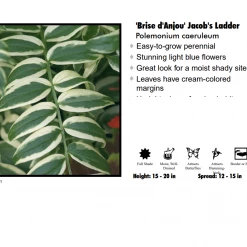 Monrovia Jacob's Ladder - Brise D'Anjou