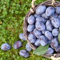 Prides Corner Plum (Fruit) Plum - European Damson