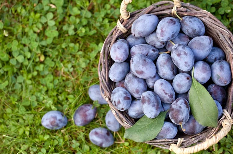 Prides Corner Plum (Fruit) Plum - European Damson 3 Prides Corner Plum (Fruit) Plum - European Damson