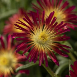 Monrovia Perennials Delosperma - Delmara Fuchsia