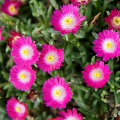 Pandy's Garden Center Delosperma 'Amethyst' Ice Plant