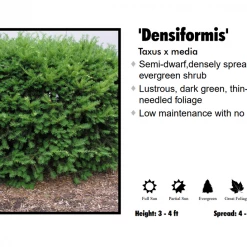 Pandy's Garden Center Yew - Dense