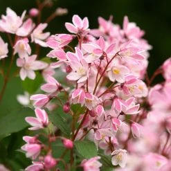Pandy's Garden Center Deutzia Pink And White 2 In 1 #3 Nursery