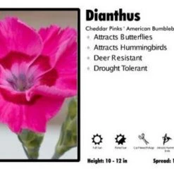 Pandy's Garden Center Dianthus ‘American Bumbleberry Pie' Cheddar Pinks Perennials